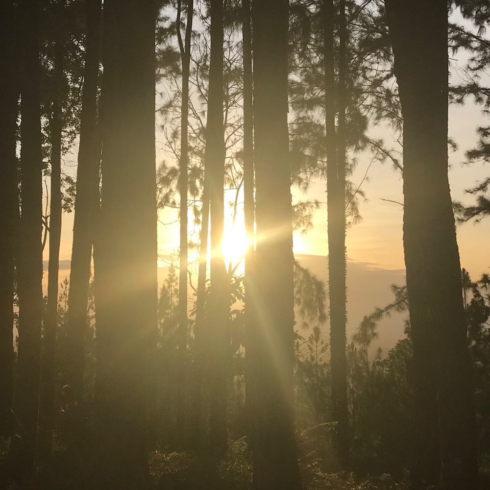 Meet your Posher, Viv